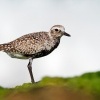 Kulik bledy - Pluvialis squatarola - Grey Plover o2301